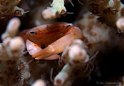 Coral crab ... E900 man, this crab was twitchy, difficult... by Alex Tattersall 
